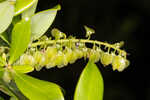 Buckwheat tree <BR>Black titi